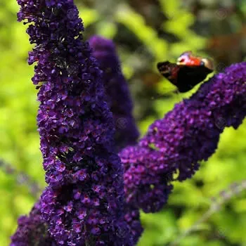 Buddleias - Butterfly Bushes